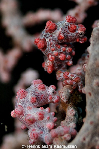 A pair of Pygmy SeaHorses by Henrik Gram Rasmussen 